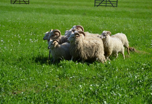 Den Země aneb Ratibořické ovčácké slavnosti