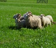 Den Země aneb Ratibořické ovčácké slavnosti