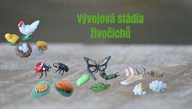 Vývojová stádia zvířat