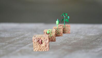 Vývojové stádium rostlinky