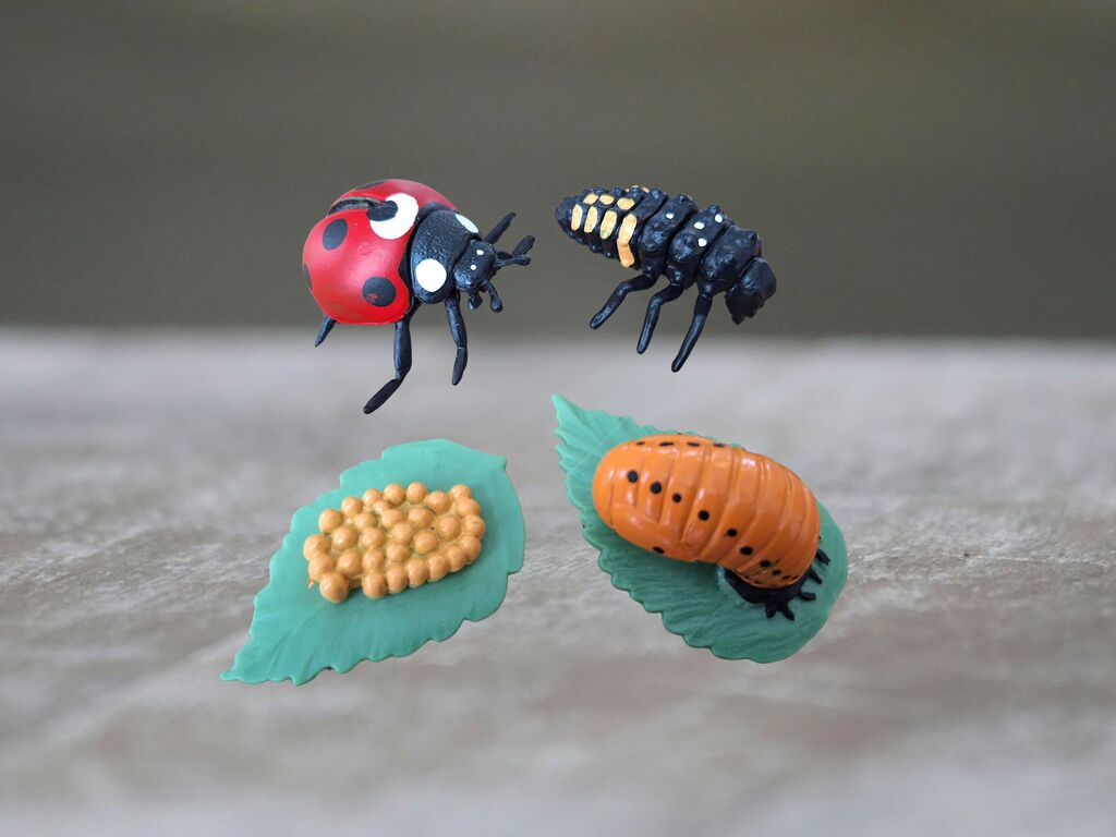 Životní cyklus slunéčka