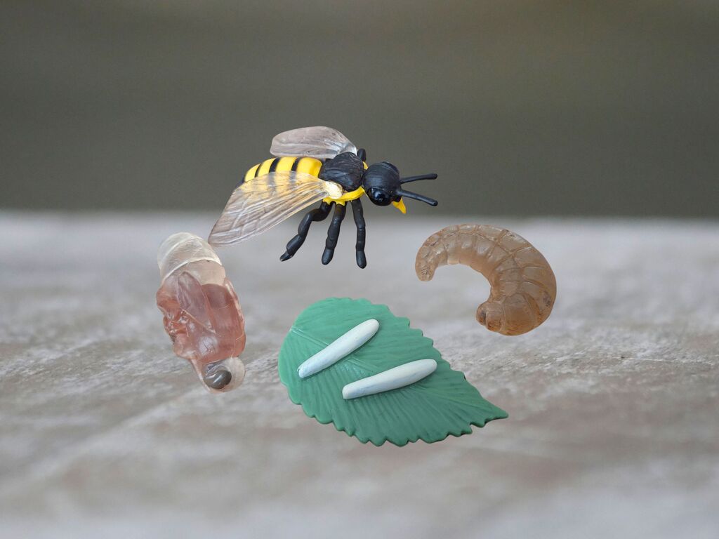 Životní cyklus vosy