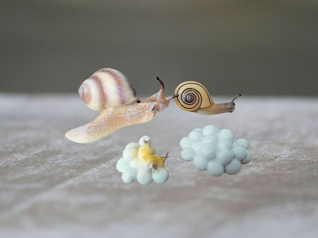 Životní cyklus hlemýždě