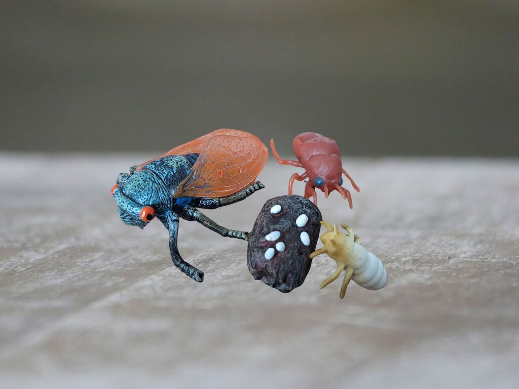 Životní cyklus mouchy