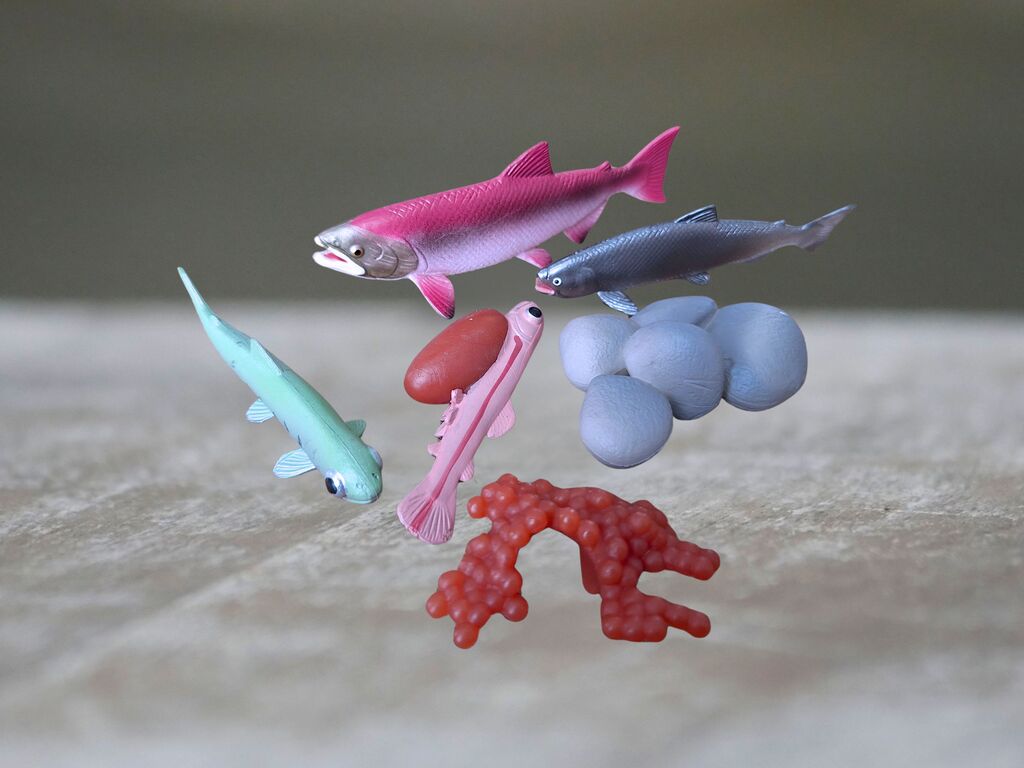 Životní cyklus ryby