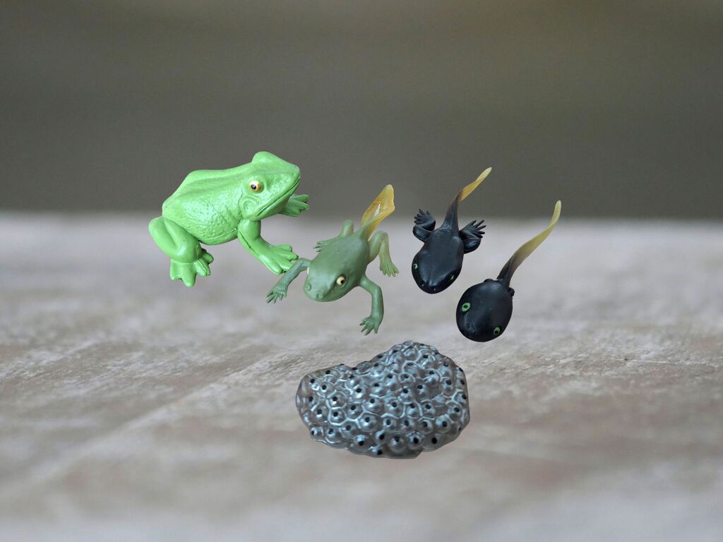 Životní cyklus žáby