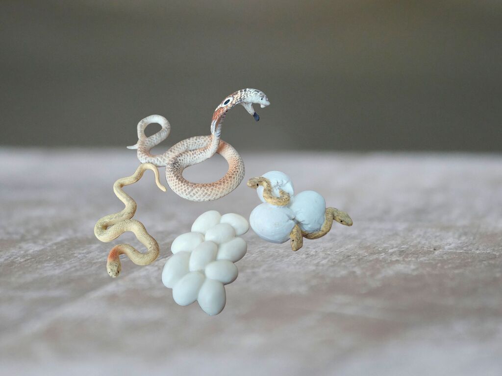 Životní cyklus hada