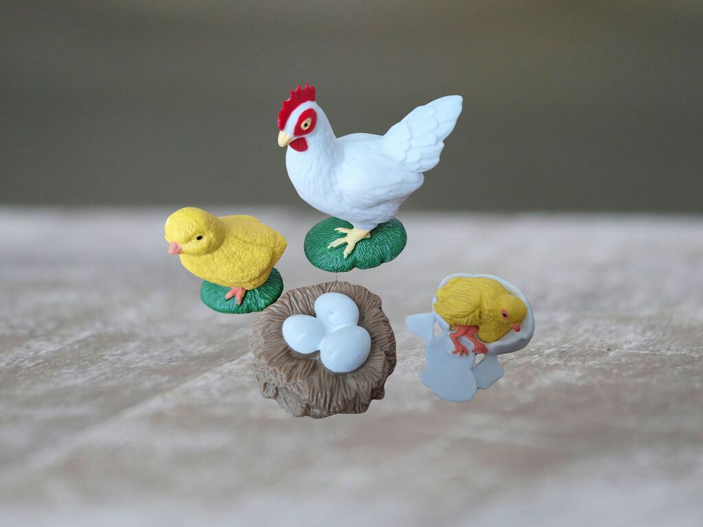 Životní cyklus Slepice