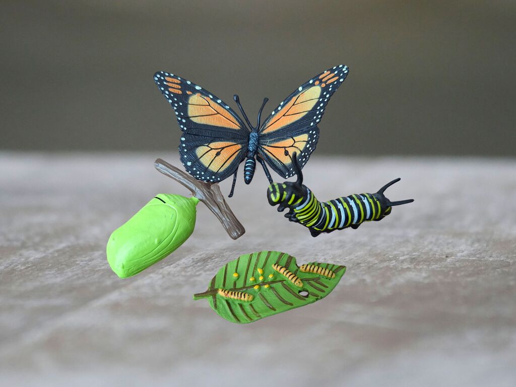 Životní cyklus motýla