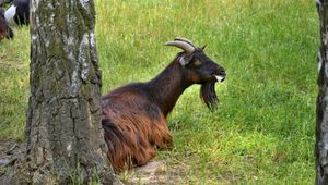 ZOO koutek u ATC Rozkoš s kamerunskými kozami