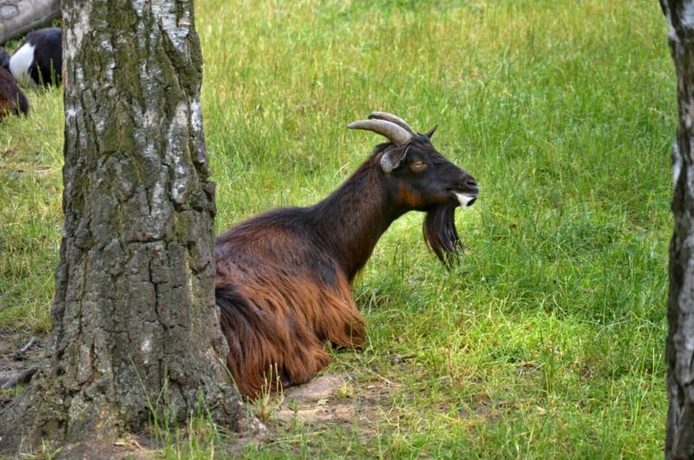 ZOO koutek u ATC Rozkoš s kamerunskými kozami